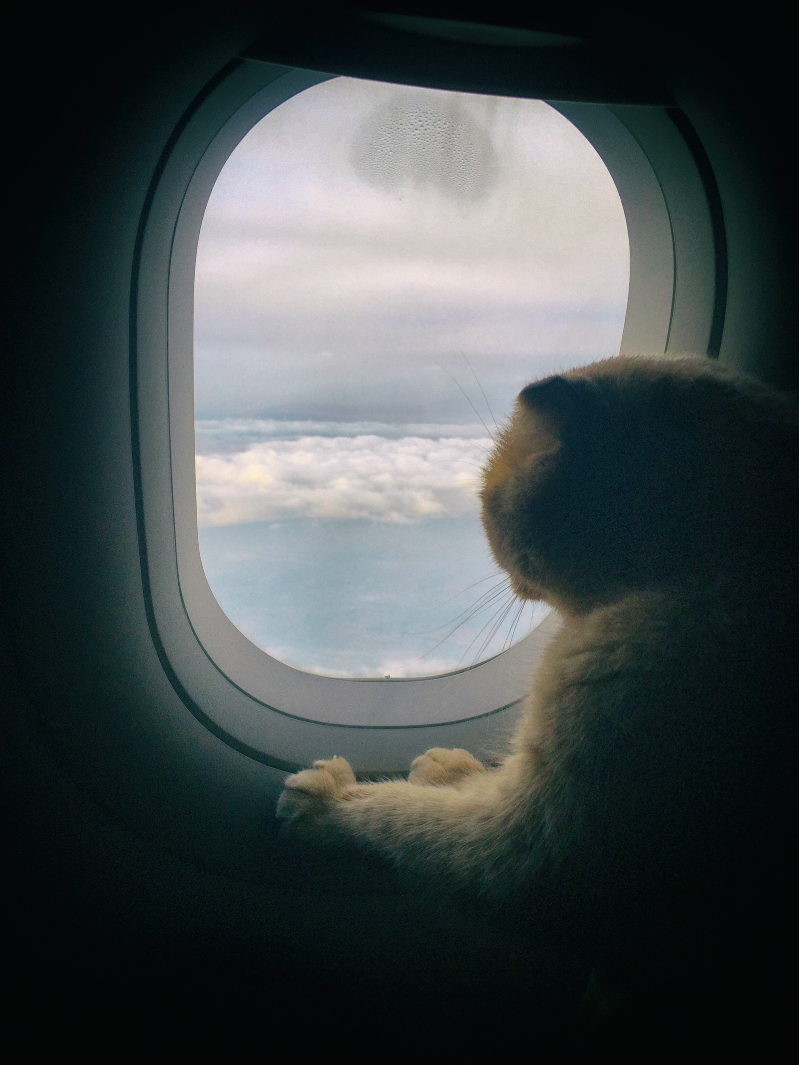 Flying cat - My, cat, Animals, Airplane, Sky, My