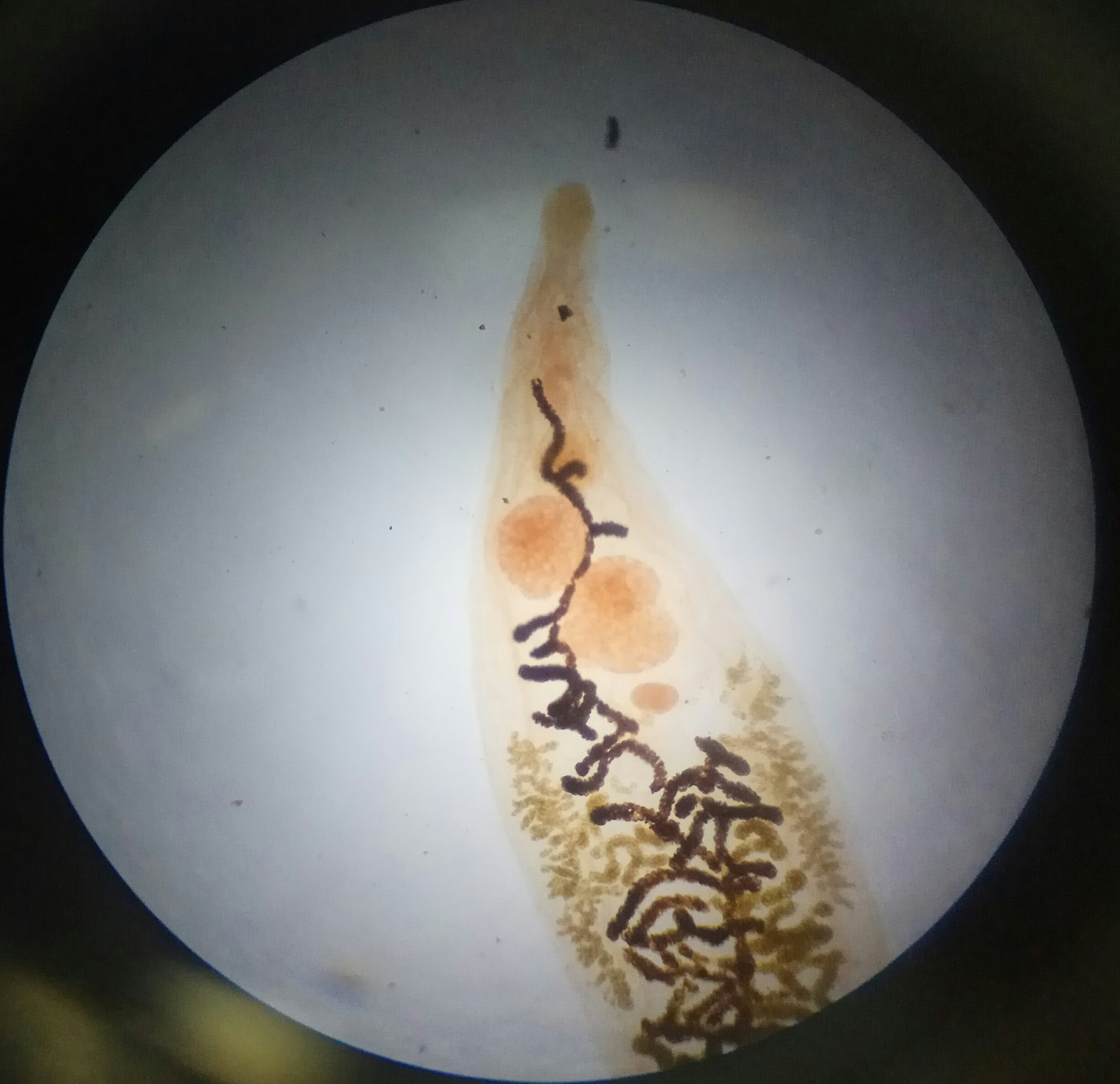 Beauty under the microscope - My, Microscope, Biology, Rukozhop, Longpost