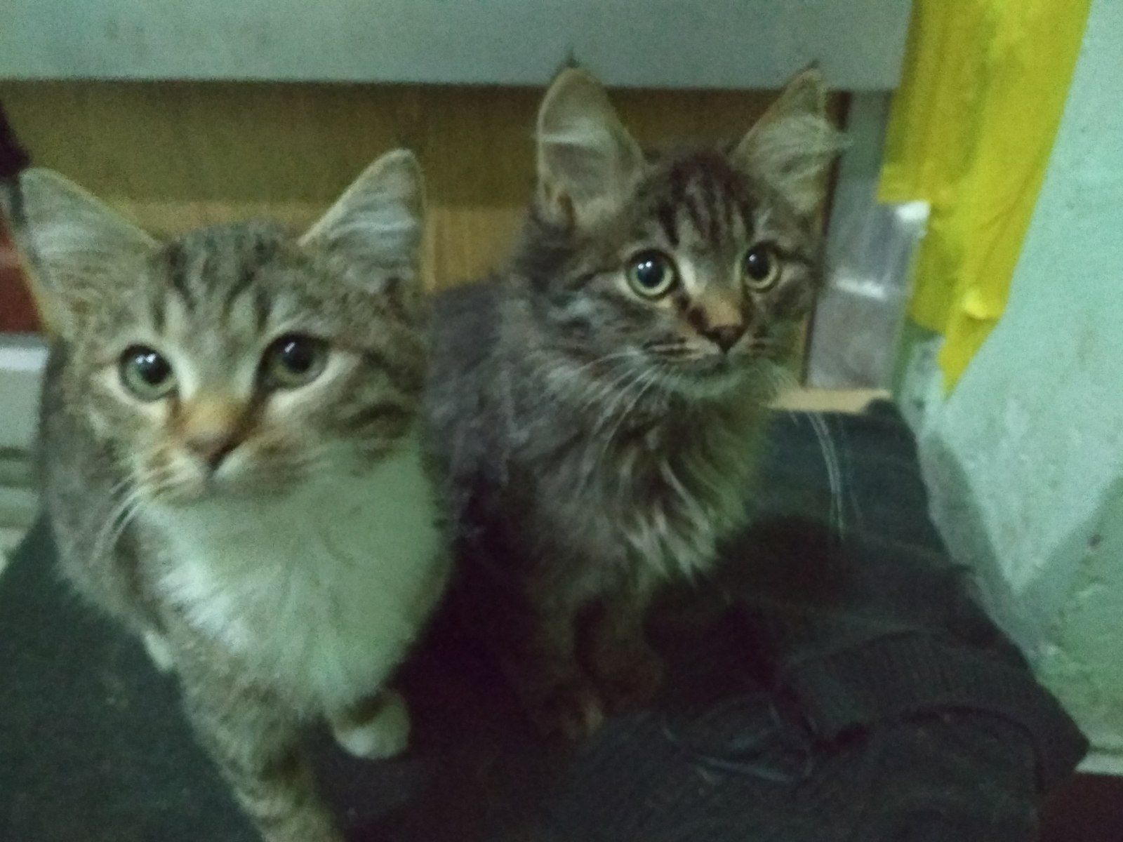 Kittens are looking for their humans! - Kittens, In good hands, Podolsk, Moscow, Butovo, Shcherbinka, Hello reading tags, cat, Video, Longpost