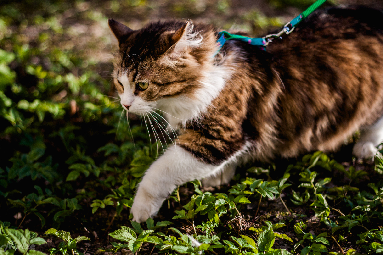 Котей на прогулке - Моё, Фотография, Кот, Прогулка, Отдых на природе, Длиннопост