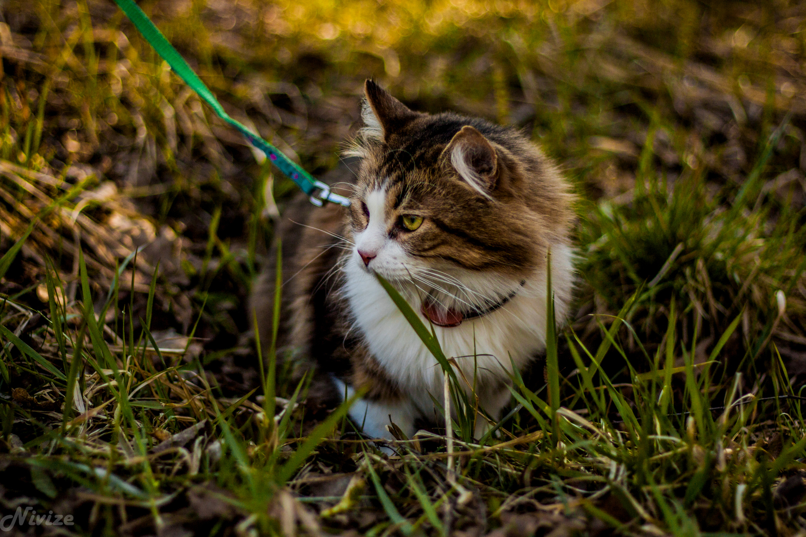 Котей на прогулке - Моё, Фотография, Кот, Прогулка, Отдых на природе, Длиннопост