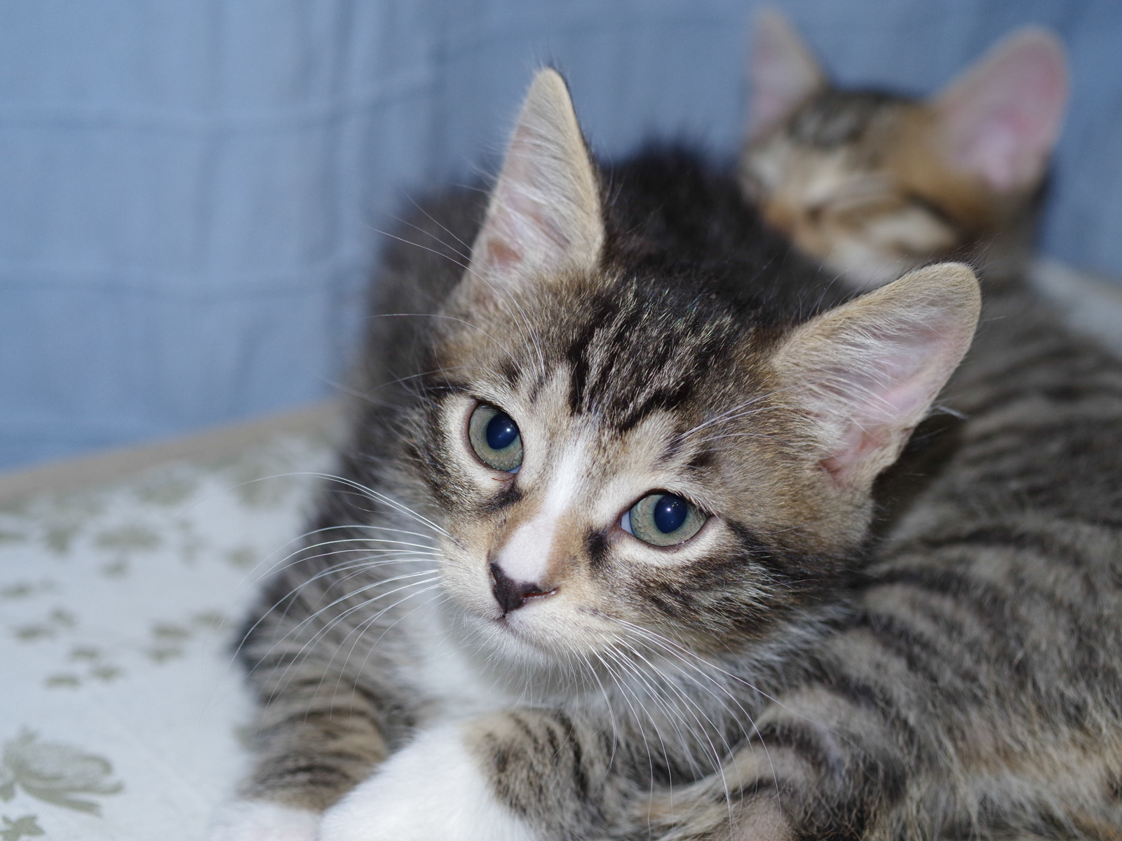 Kittens rescued from car engine looking for a new home - My, cat, In good hands, Longpost