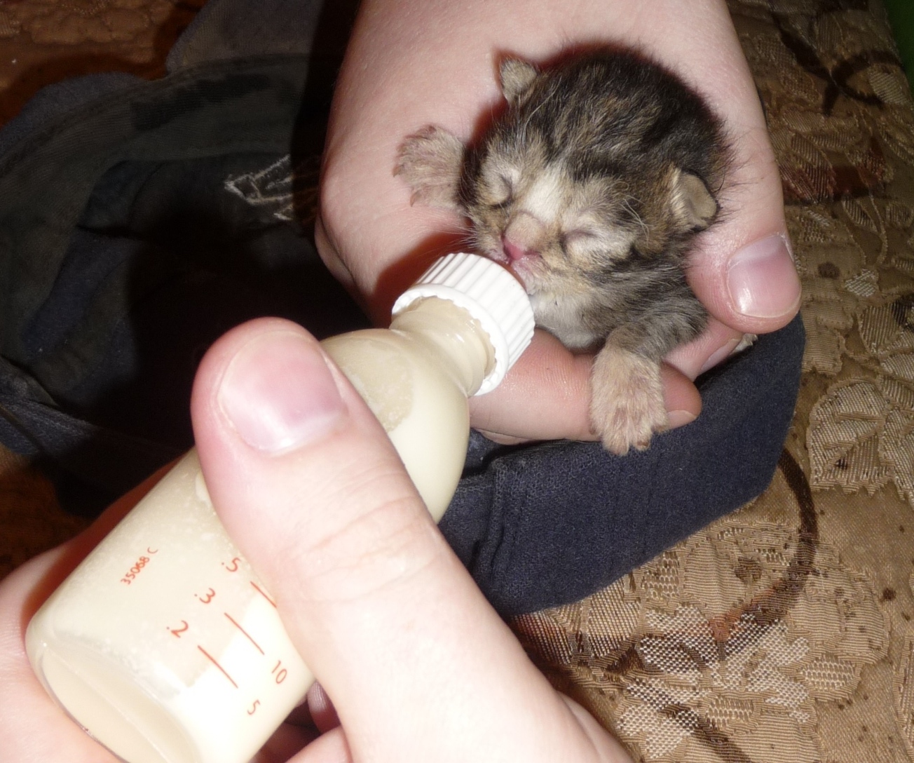 Kittens rescued from car engine looking for a new home - My, cat, In good hands, Longpost