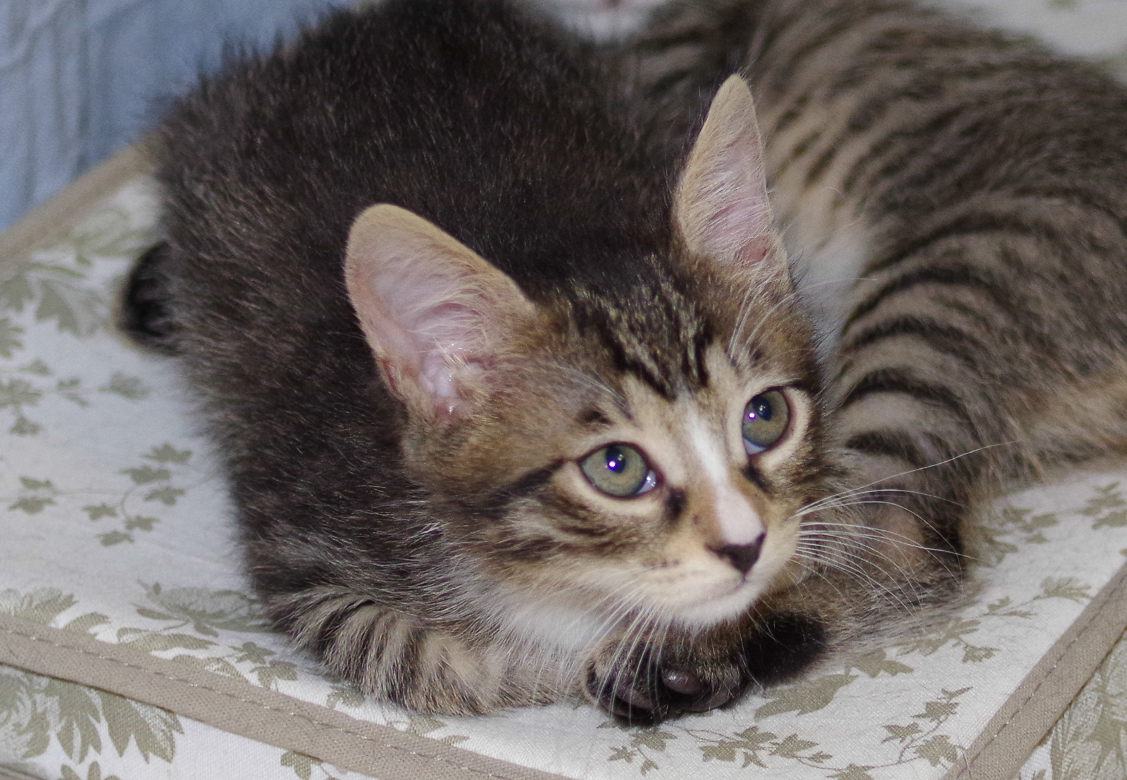 Kittens rescued from car engine looking for a new home - My, cat, In good hands, Longpost