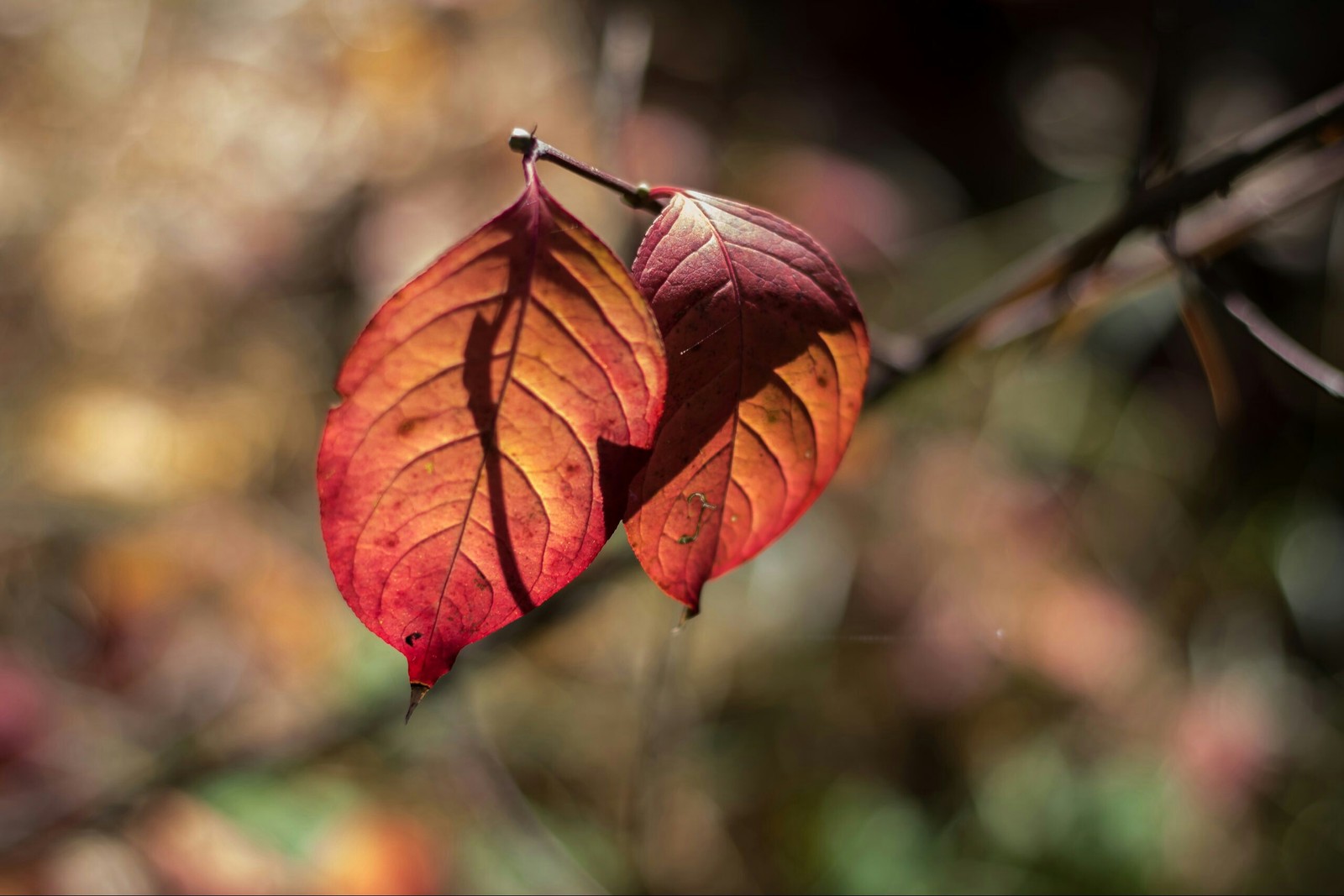 Autumn brought them together :) - My, The photo, Forest, ladybug, Mushrooms, Leaves, Nature