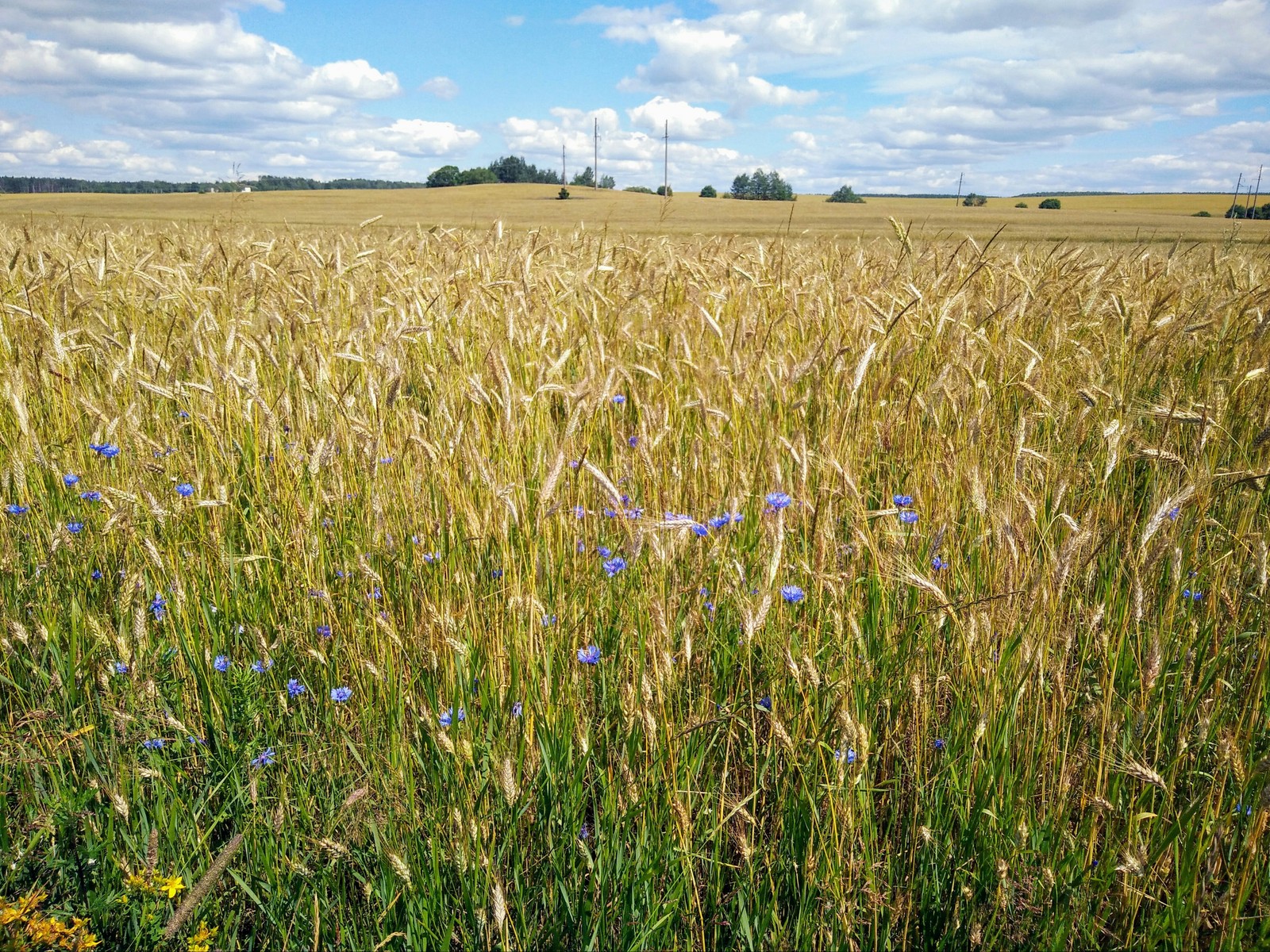 Eh...summer - My, Summer, Field, Cornflowers