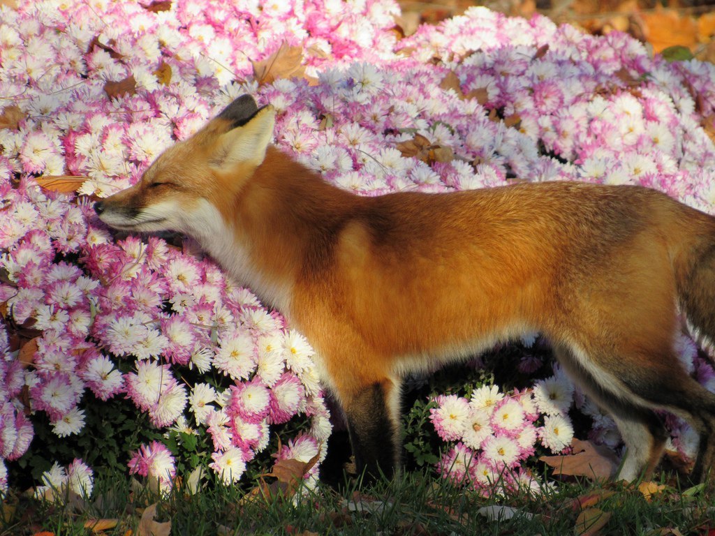 Flower foxes. Лиса. Весенняя лиса. Лисенок в цветах. Лисичка в цветах.