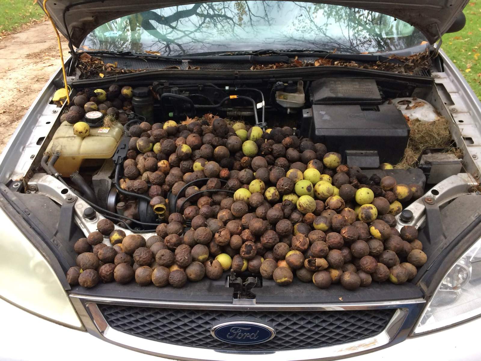 Stocked up for the winter - Squirrel, Nuts, Winter