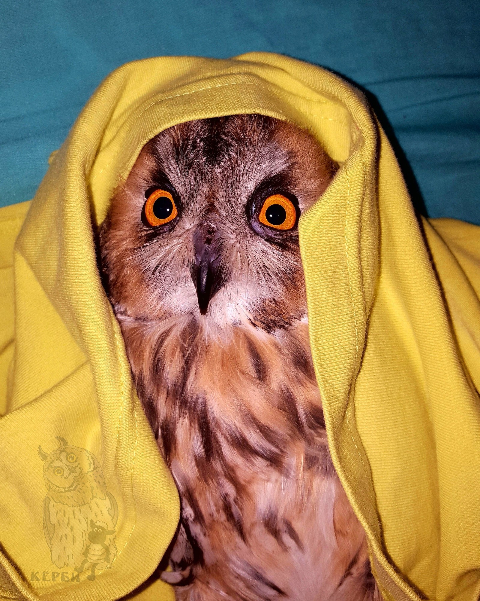 Arabic nooooo! Magic east!... - My, Owl, Kerby, Aladdin, Milota, Pets