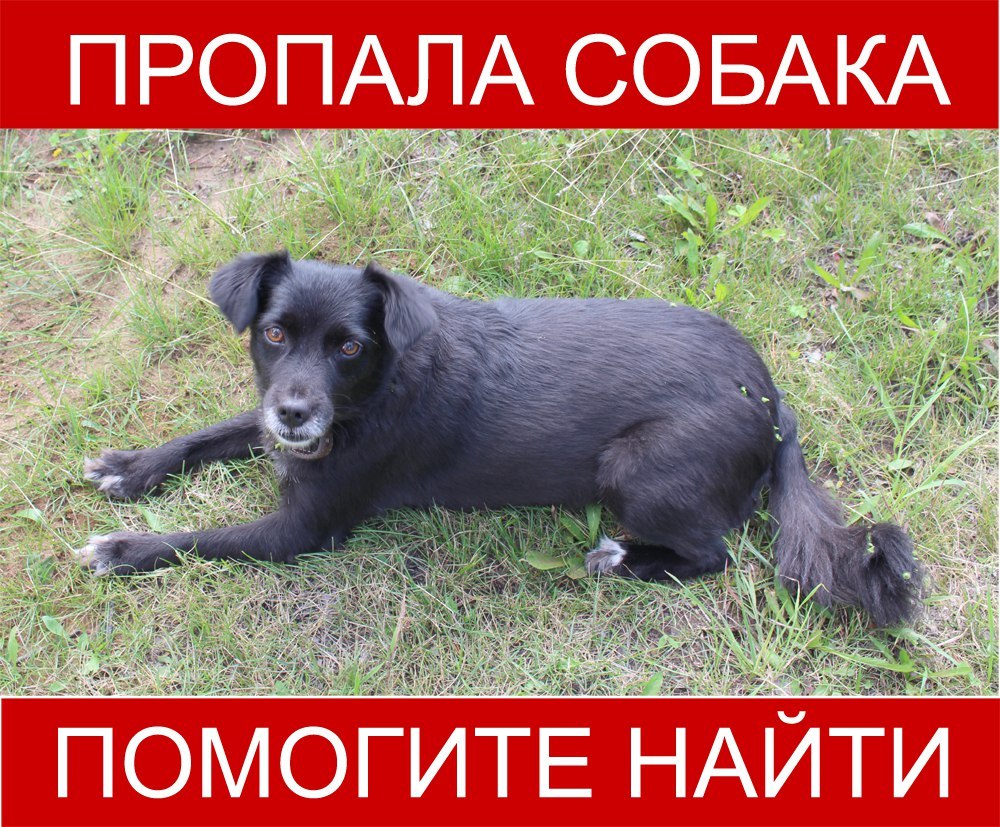 I lost my dog ??:( in Irkutsk - My, The dog is missing, Help, Dog, Irkutsk, Helping animals