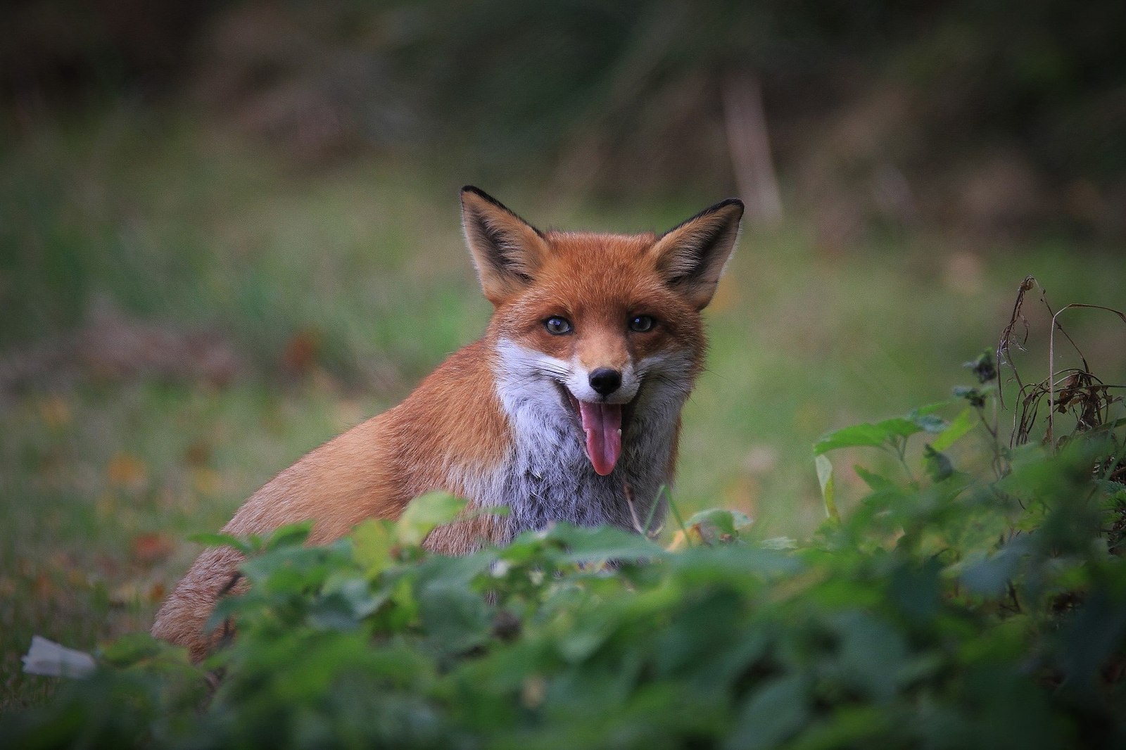 Fat fox :P - Fox, Animals, The photo, Language