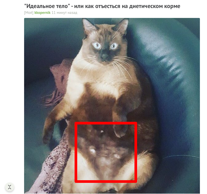 Do you see the face of the second cat? - cat, Pareidolia