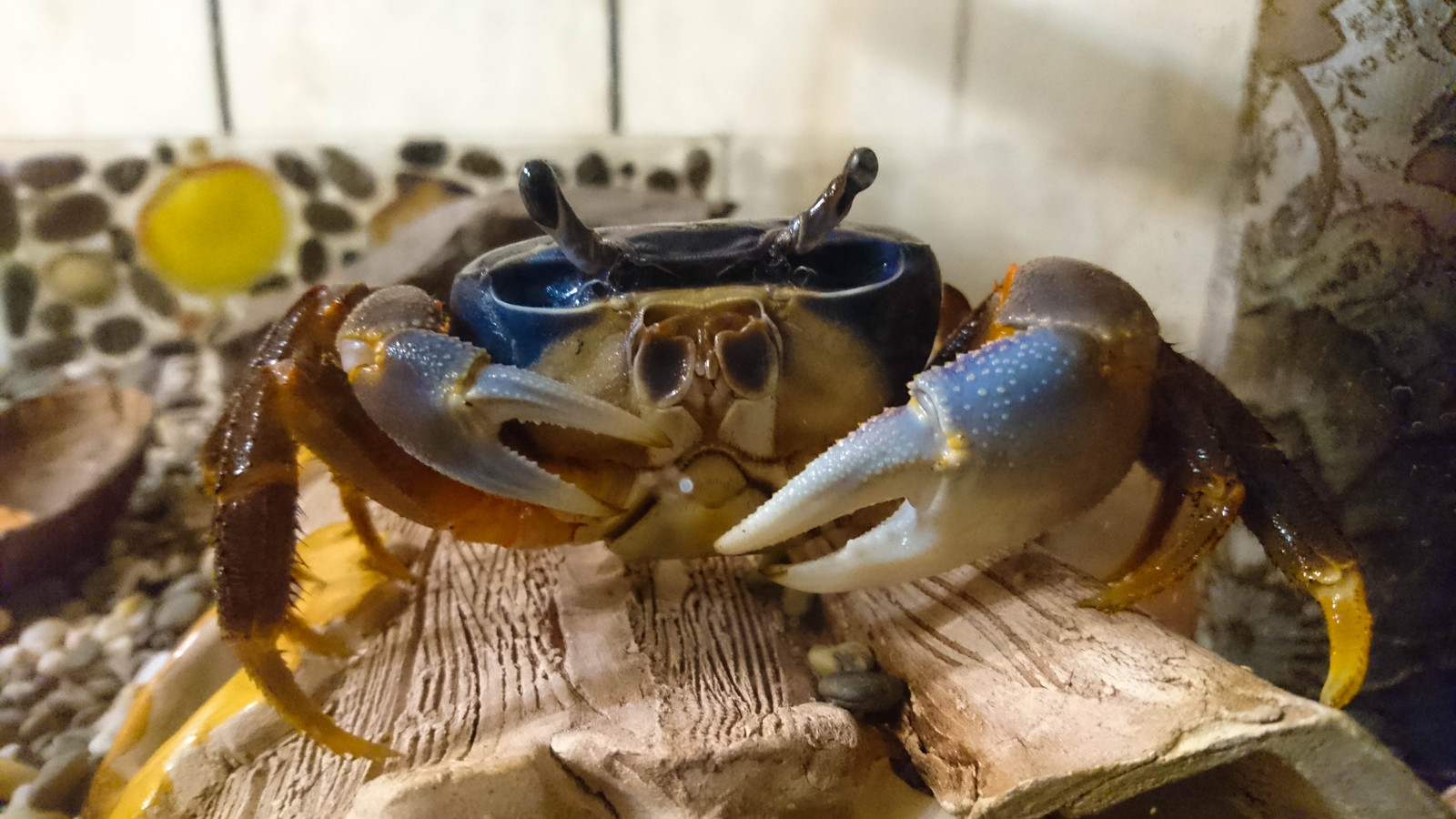 The results of the last molt of Fedi's crabini - My, Crab, Rainbow crabs, Fedor, Fedora, Aquarium, My, Longpost