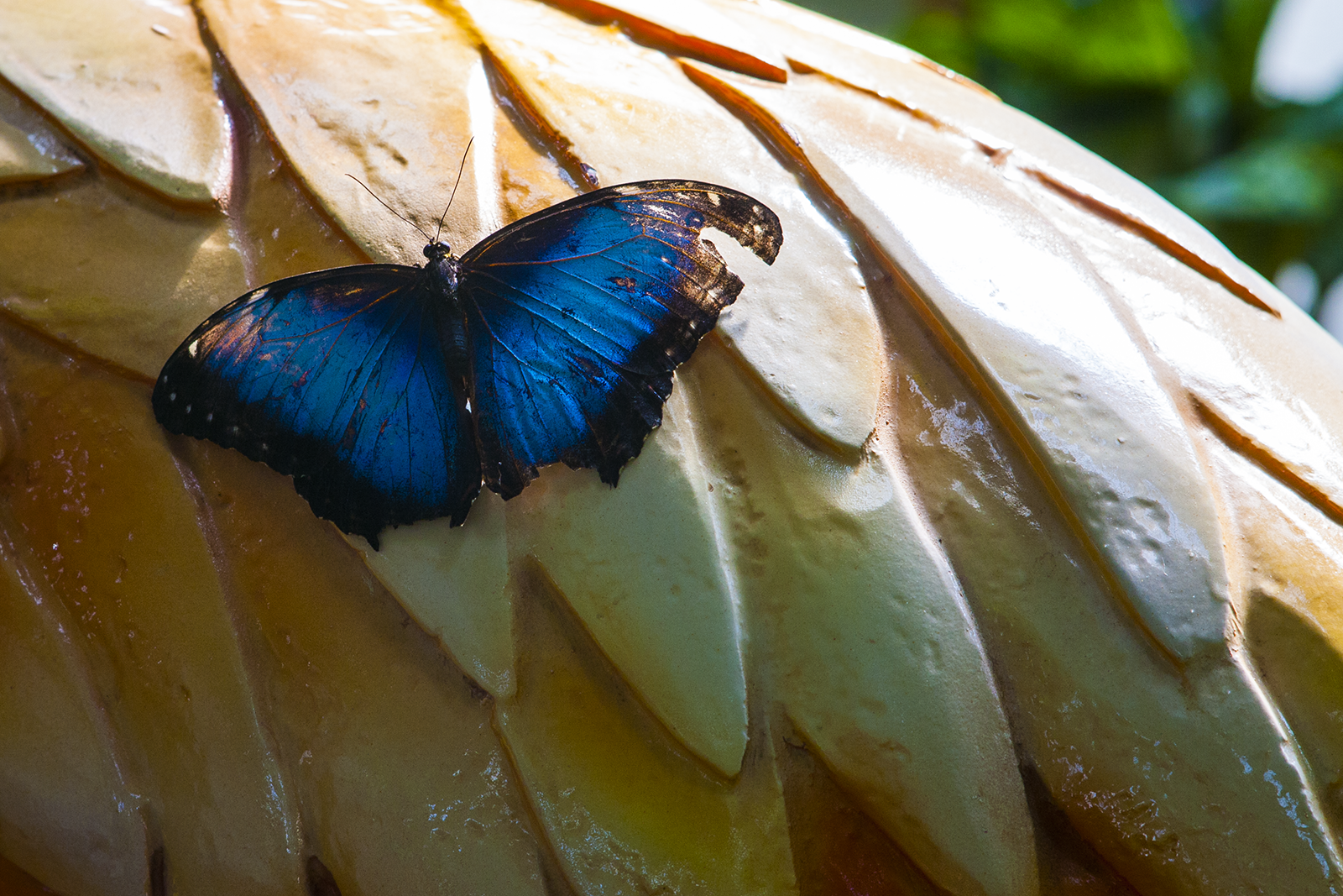 Wing flap... - My, Butterfly, Canon5d, Exhibition, Insects, A selection, Longpost