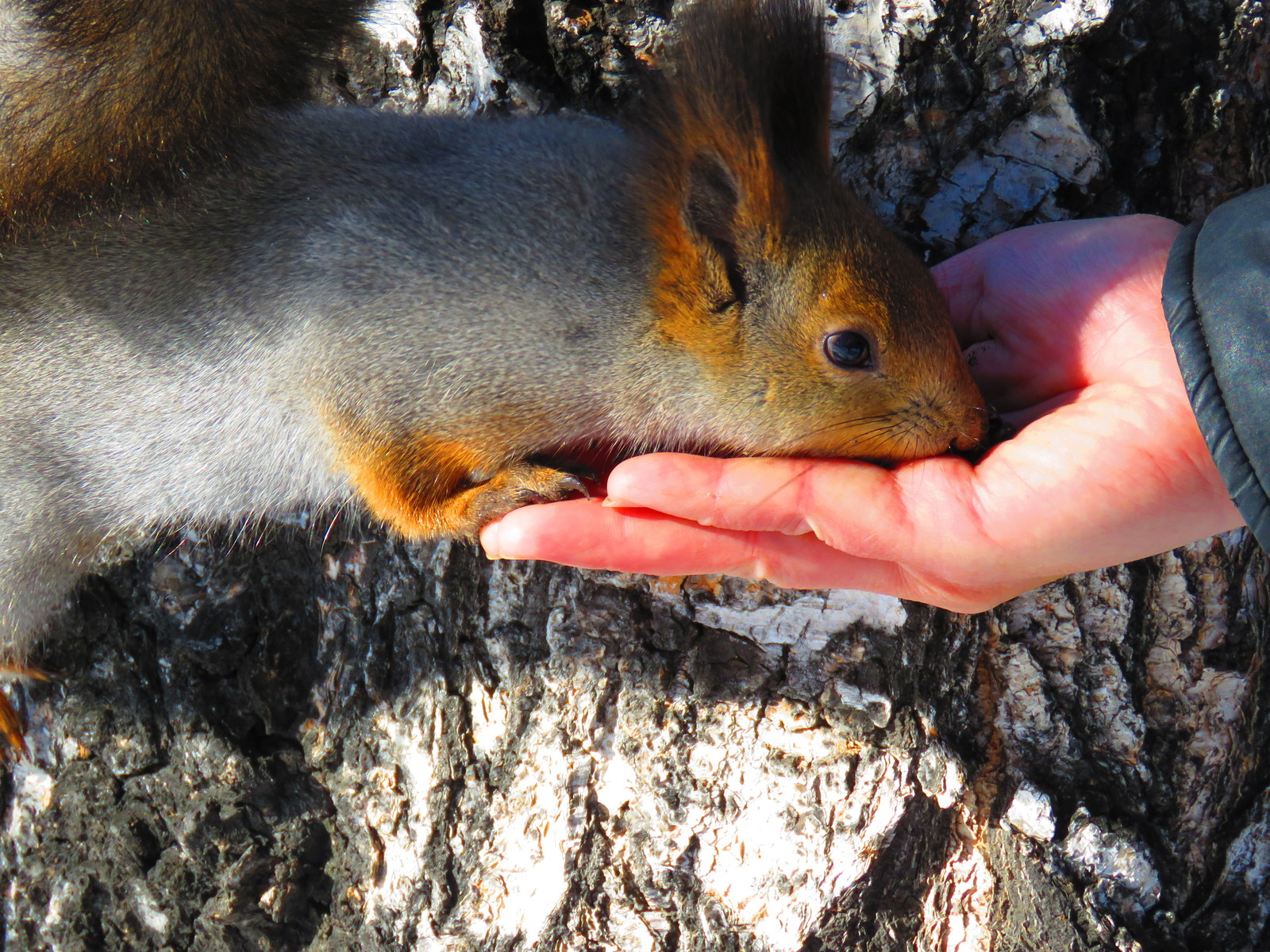 Squirrel is our furry friend) - My, Squirrel, Irkutsk, The park, Longpost