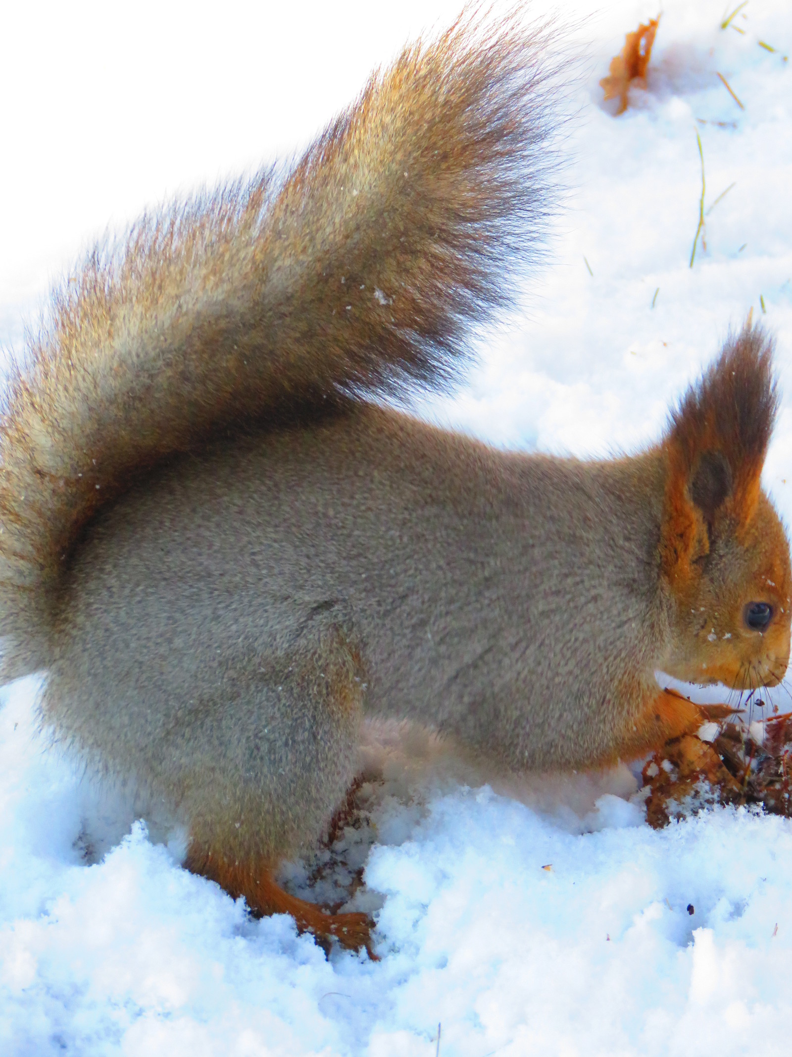 Squirrel is our furry friend) - My, Squirrel, Irkutsk, The park, Longpost