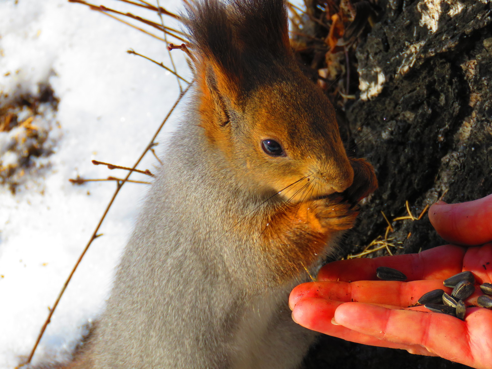 Squirrel is our furry friend) - My, Squirrel, Irkutsk, The park, Longpost