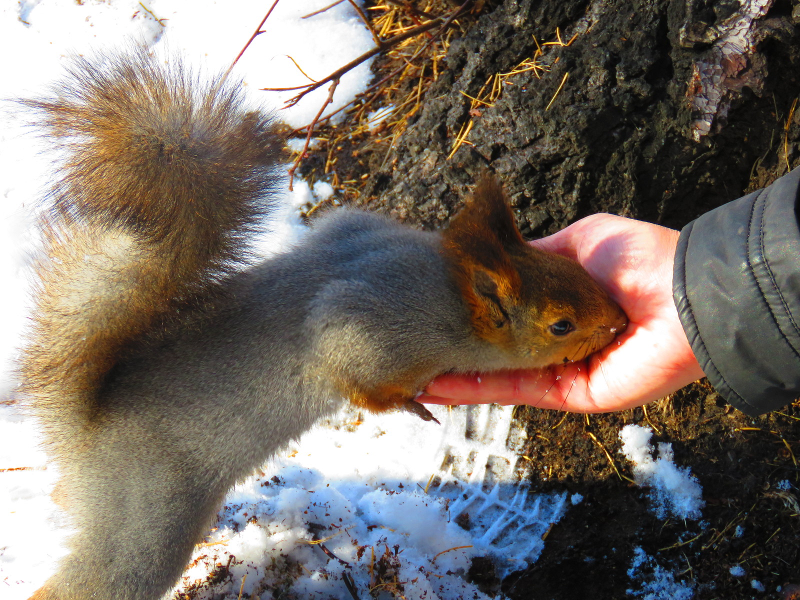 Squirrel is our furry friend) - My, Squirrel, Irkutsk, The park, Longpost