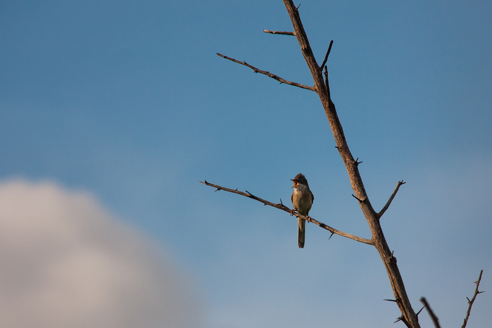 Birds of the Rostov region #1 - My, My, Nature, Birds, Photographer, Ornithology, Longpost