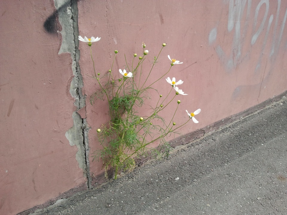 And flowers grow on the pavement - My, Flowers, Asphalt, A life, Longpost