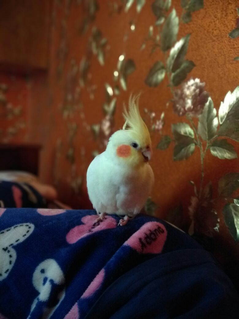 A bit of Chukha - My, Corella, Pets, Vertical video, Video, Longpost, Birds