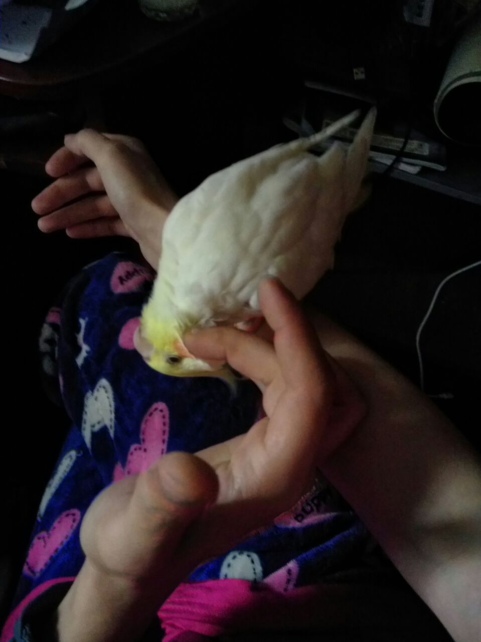 A bit of Chukha - My, Corella, Pets, Vertical video, Video, Longpost, Birds