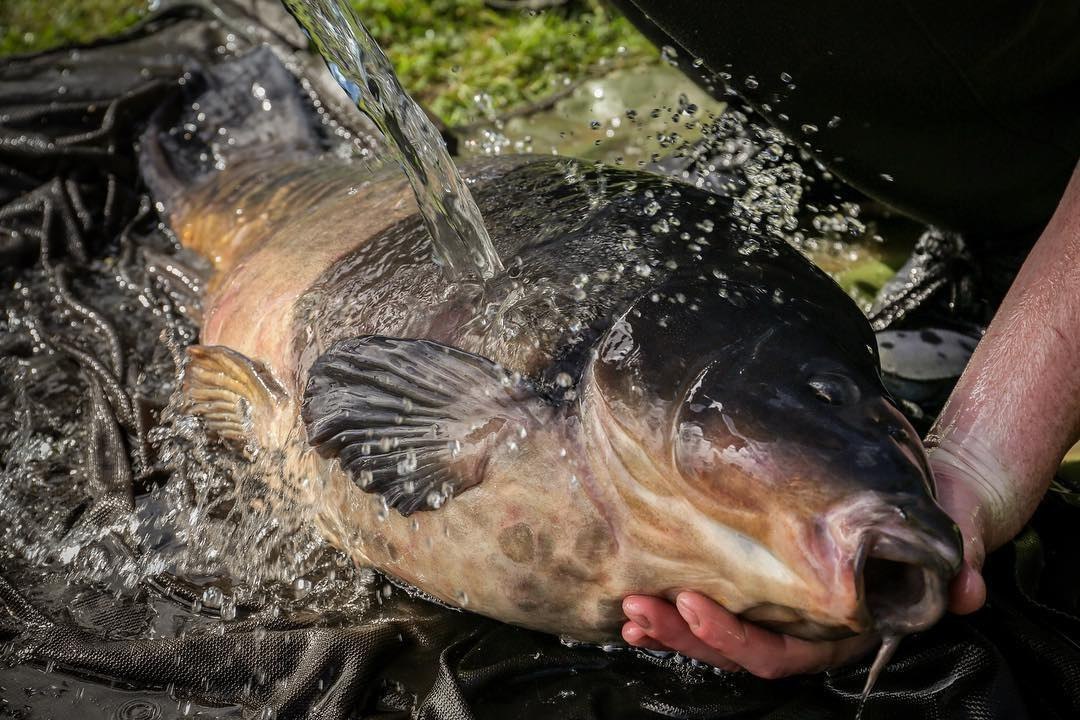 Cool - Carp, Water, Jet