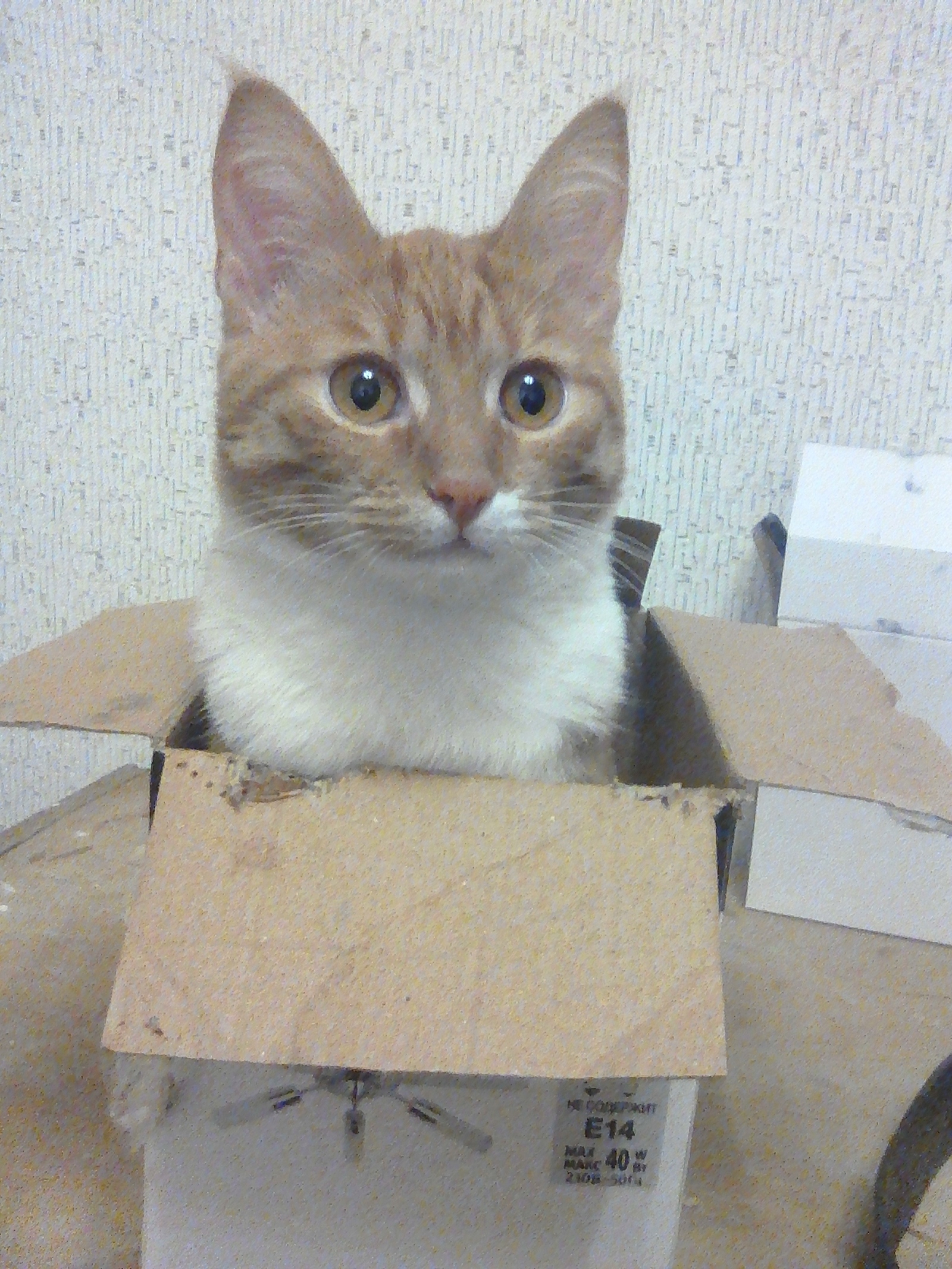 Disorder - My, cat, Box, Longpost