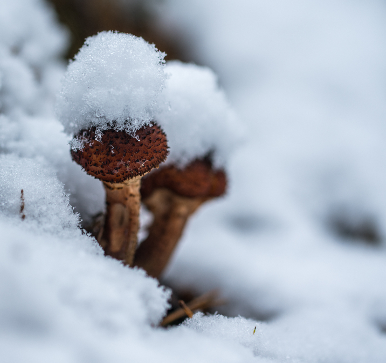 Mushroom photography #49 - My, Macro, Silent hunt, Photo hunting, Mushrooms, Honey mushrooms, Canon 100 mm, Longpost, Macro photography