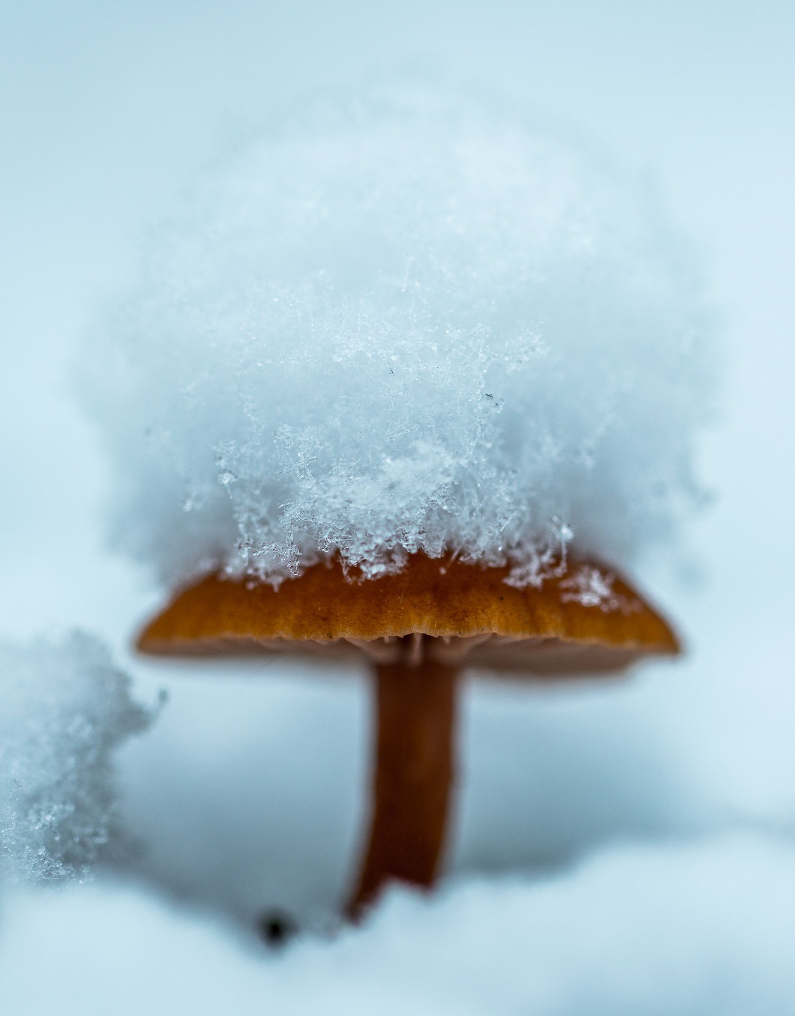 Mushroom photography #49 - My, Macro, Silent hunt, Photo hunting, Mushrooms, Honey mushrooms, Canon 100 mm, Longpost, Macro photography