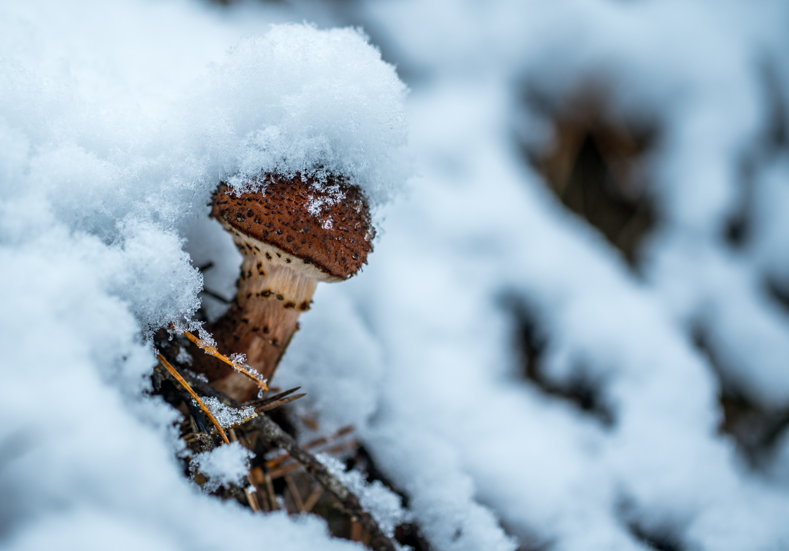 Mushroom photography #49 - My, Macro, Silent hunt, Photo hunting, Mushrooms, Honey mushrooms, Canon 100 mm, Longpost, Macro photography