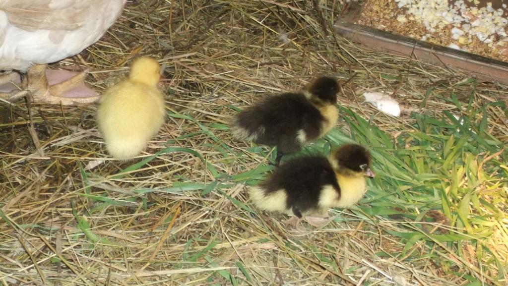 Musk ducks - My, Musk ducks, Ducklings, Pets, Birds, Longpost