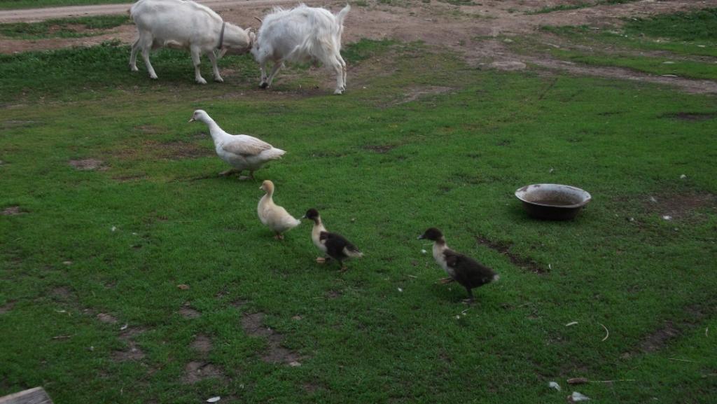 Musk ducks - My, Musk ducks, Ducklings, Pets, Birds, Longpost