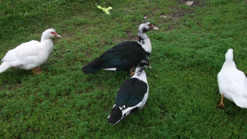 Musk ducks - My, Musk ducks, Ducklings, Pets, Birds, Longpost