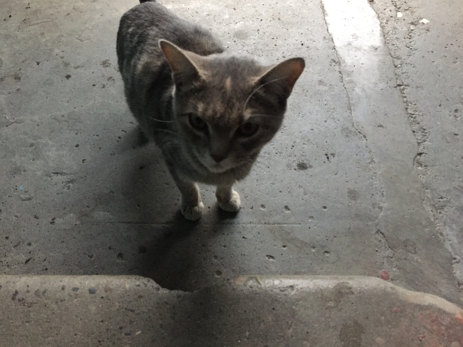 Biysk!!! Found a cat - My, cat, Biysk, Help, Lost, In good hands, Longpost, Helping animals