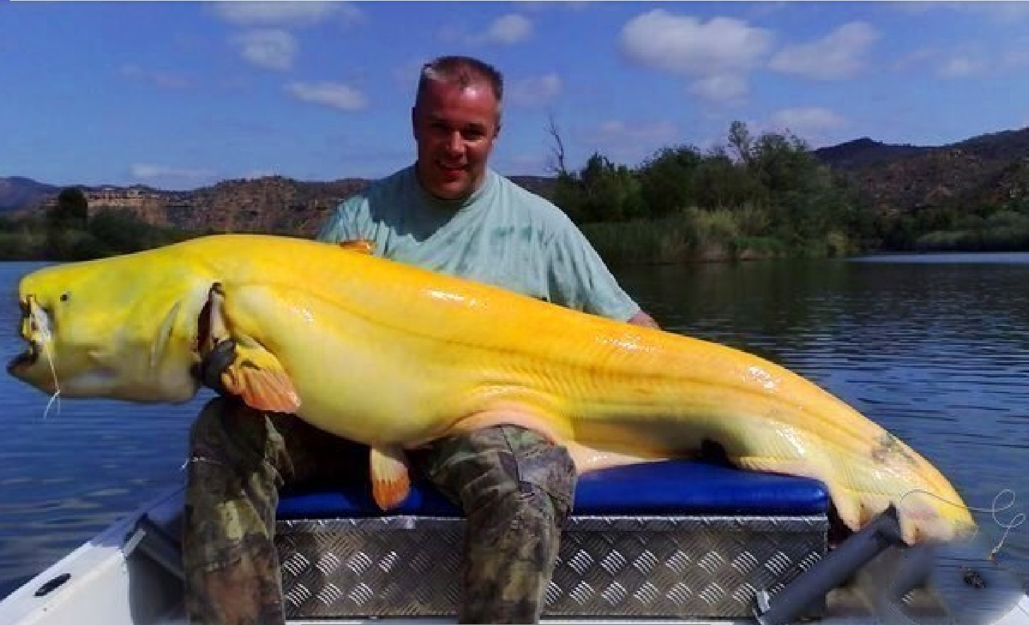 Большая большая рыба большая рыба огромная. Желтый сомик Речной. Сом альбинос Речной. Самый большой сом пойманный в мире рекорд Гиннесса.