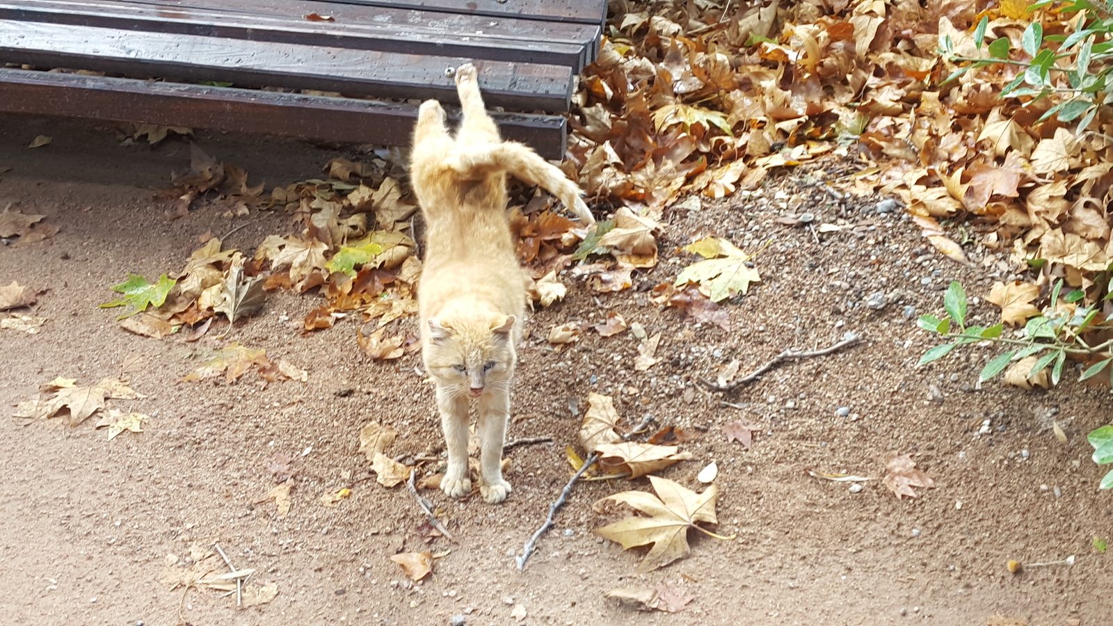 Nikitsky cat - My, cat, Nikitsky Botanical Garden