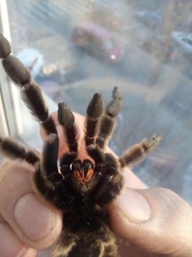 A little about spiders - My, Bird spiders, Arachnophobia, Snake, Gecko, cat, Longpost