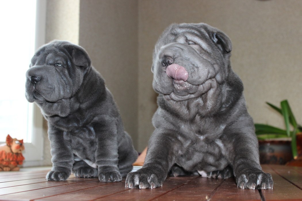 Two sharpulki - My, Shar Pei, Republic of Belarus, Dog, Animals