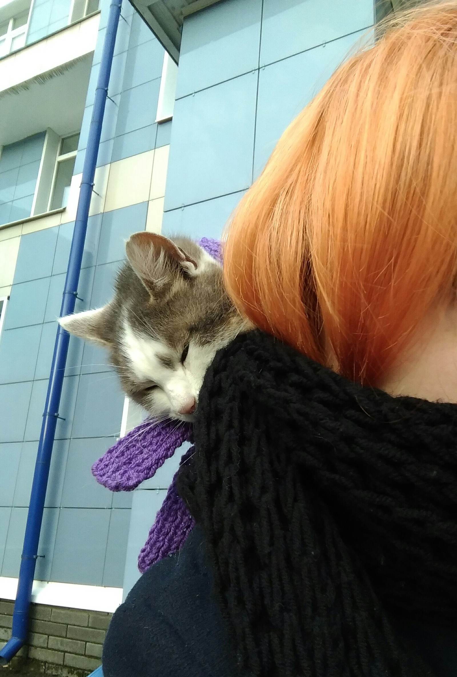 Nizhny Novgorod cat named Bob - Street cat named Bob, Nizhny Novgorod, cat, Scarf, Longpost, Help