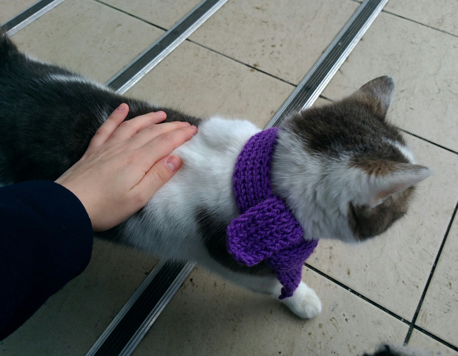 Nizhny Novgorod cat named Bob - Street cat named Bob, Nizhny Novgorod, cat, Scarf, Longpost, Help