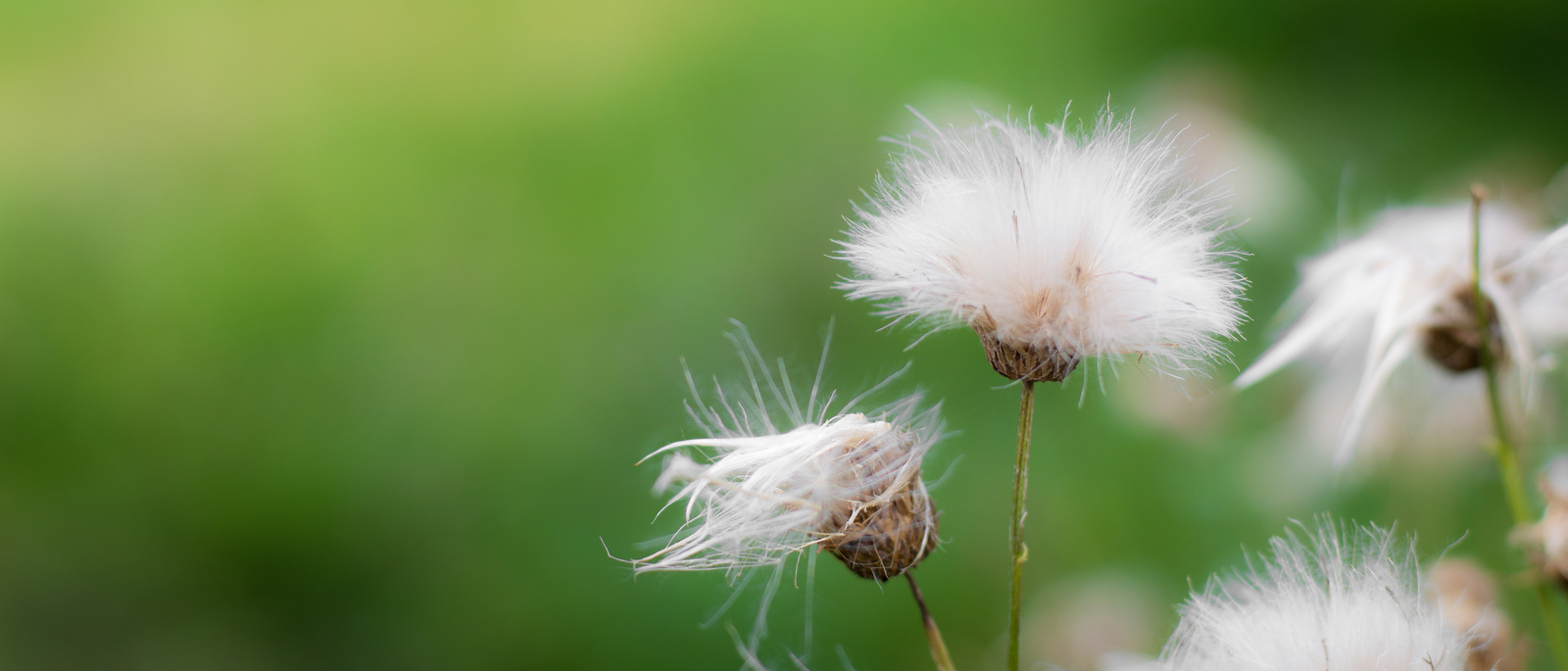 Ultra Wide Softness - My, The photo, Nikon, Nature, Plants, Tsaritsyno, 21:9