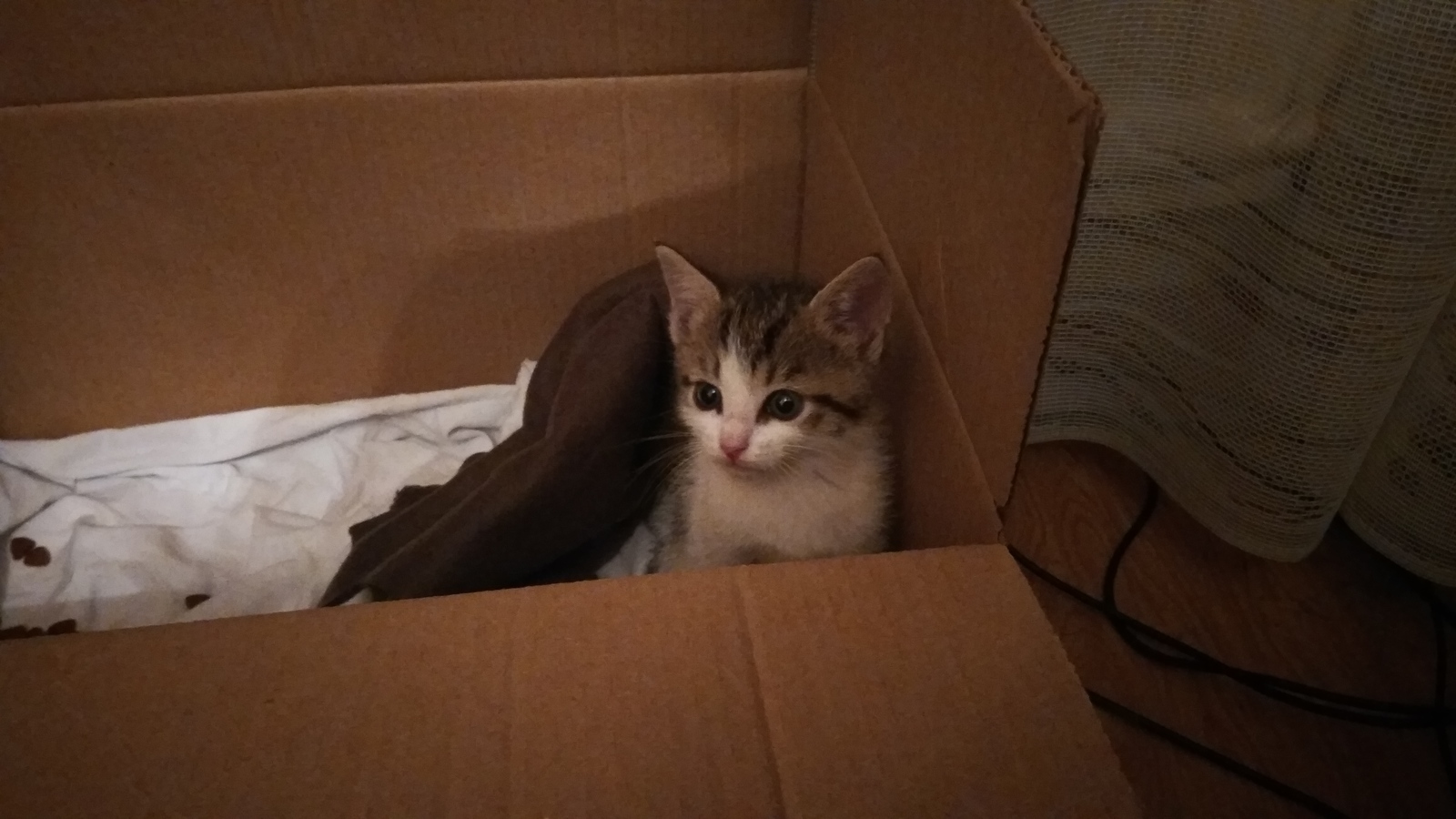 A kitten in St. Petersburg is looking for a home. - My, cat, In good hands, Looking for a home, , Saint Petersburg, Grazhdanskiy Prospekt, Longpost