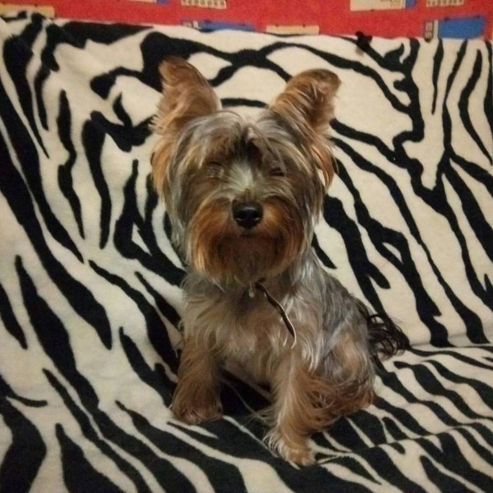 ODESSA! Found a dog! - My, Help, Odessa, Found a dog, Yorkshire Terrier, Longpost, Dog, Helping animals