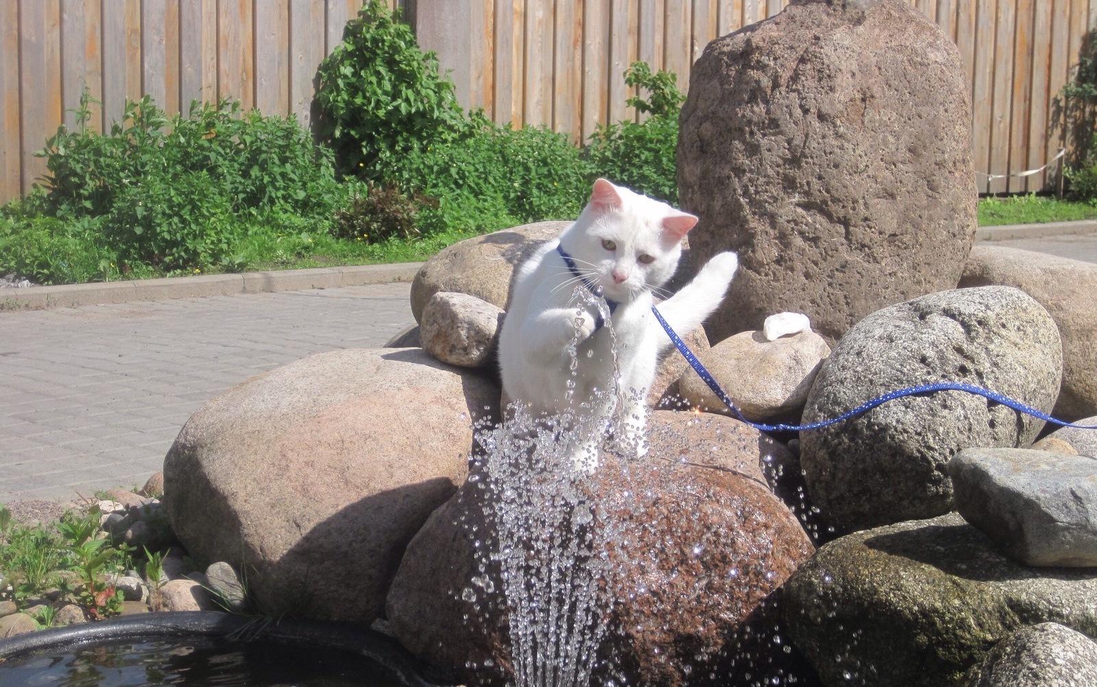 A cat who loves water - My, cat, Water, Longpost