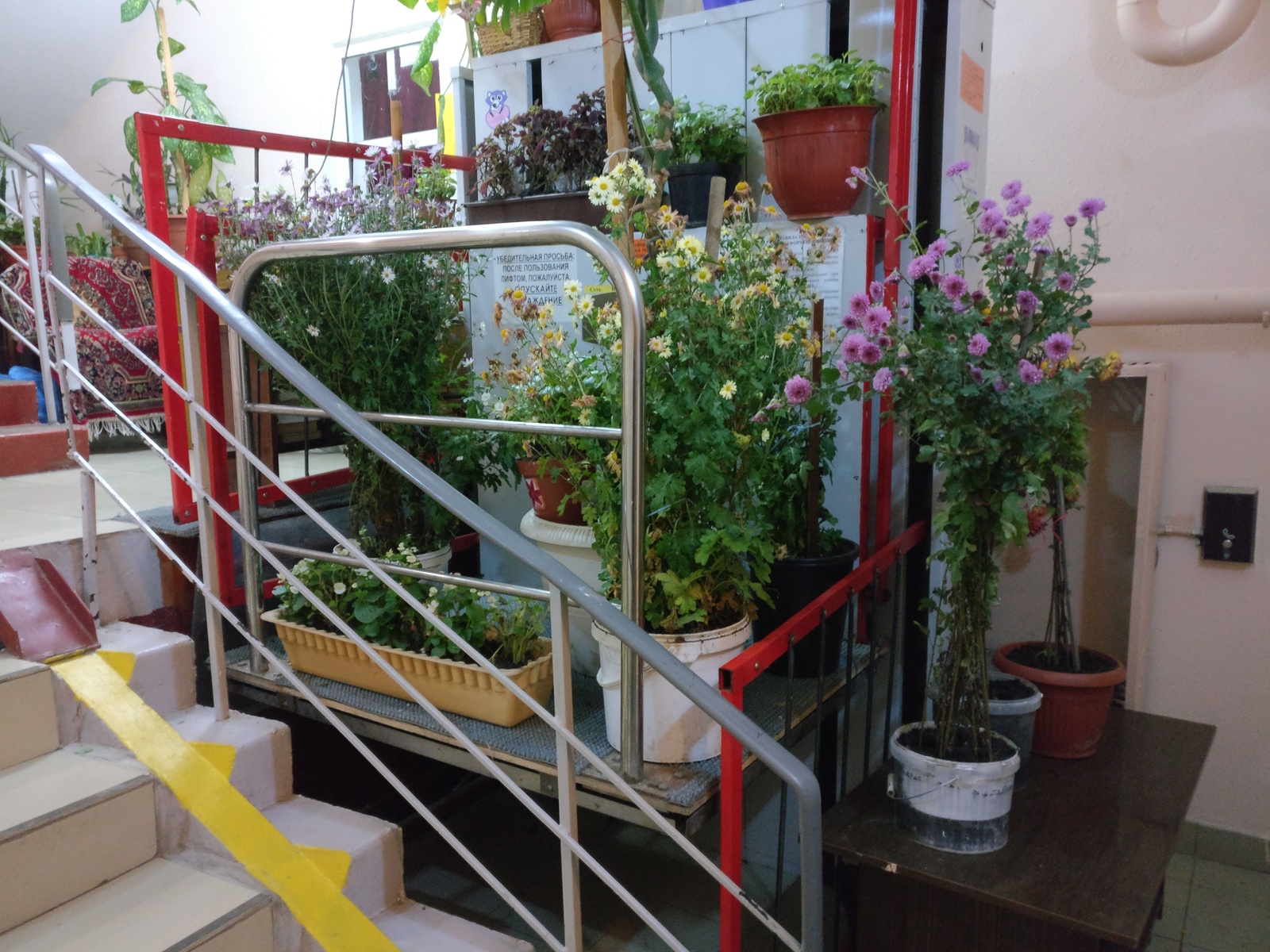 Everything for the disabled - My, Entrance, Moscow, Care, Flowers