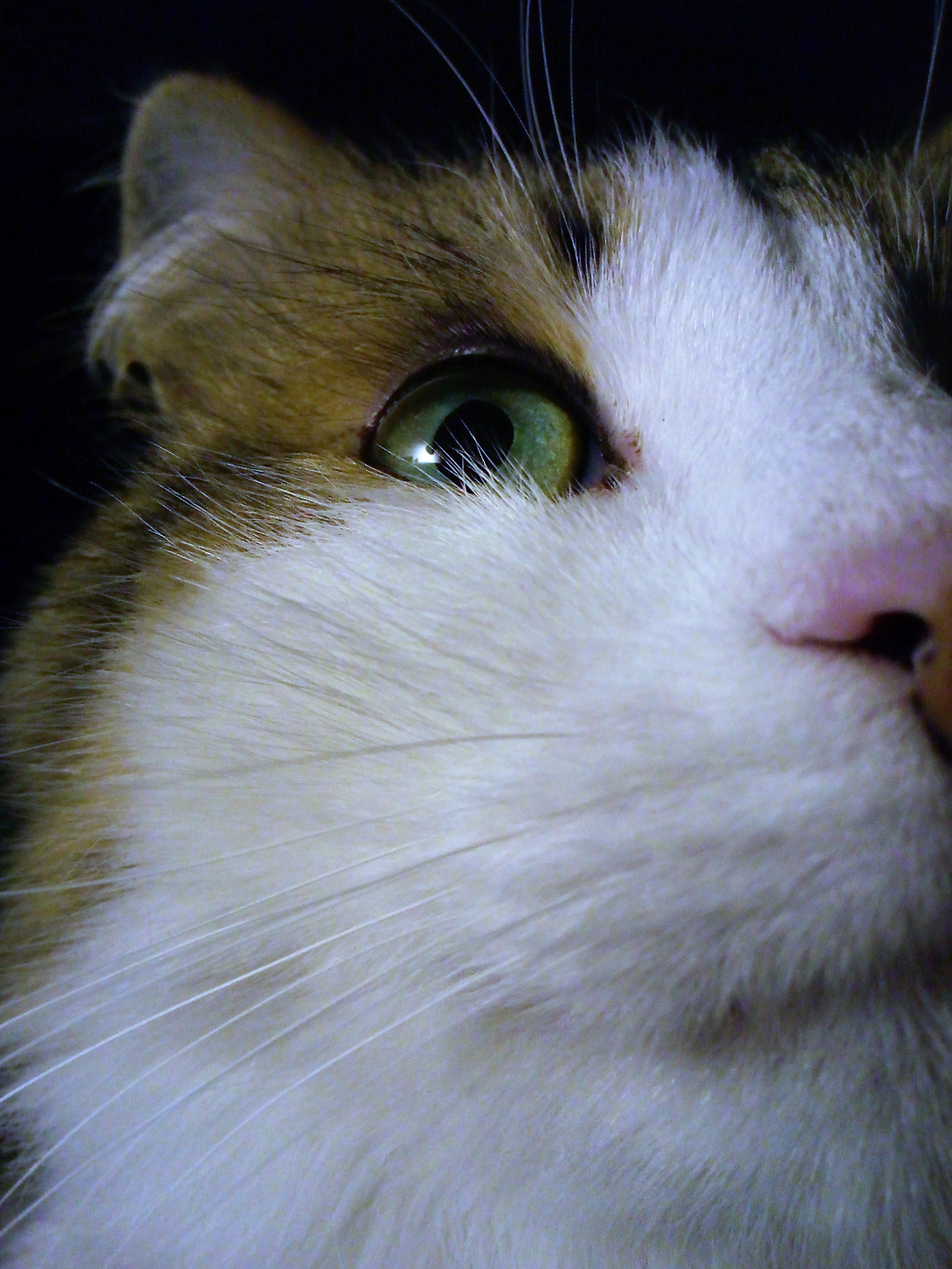 Fluffy selfie :) - My, My, cat, Mustachioed - Striped, Pet, Catface, Pets