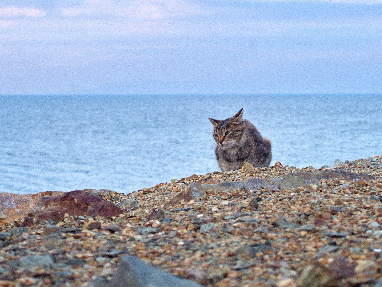 Fur seals of Vladivostok - cat, Sea, Vladivostok, A selection, Longpost