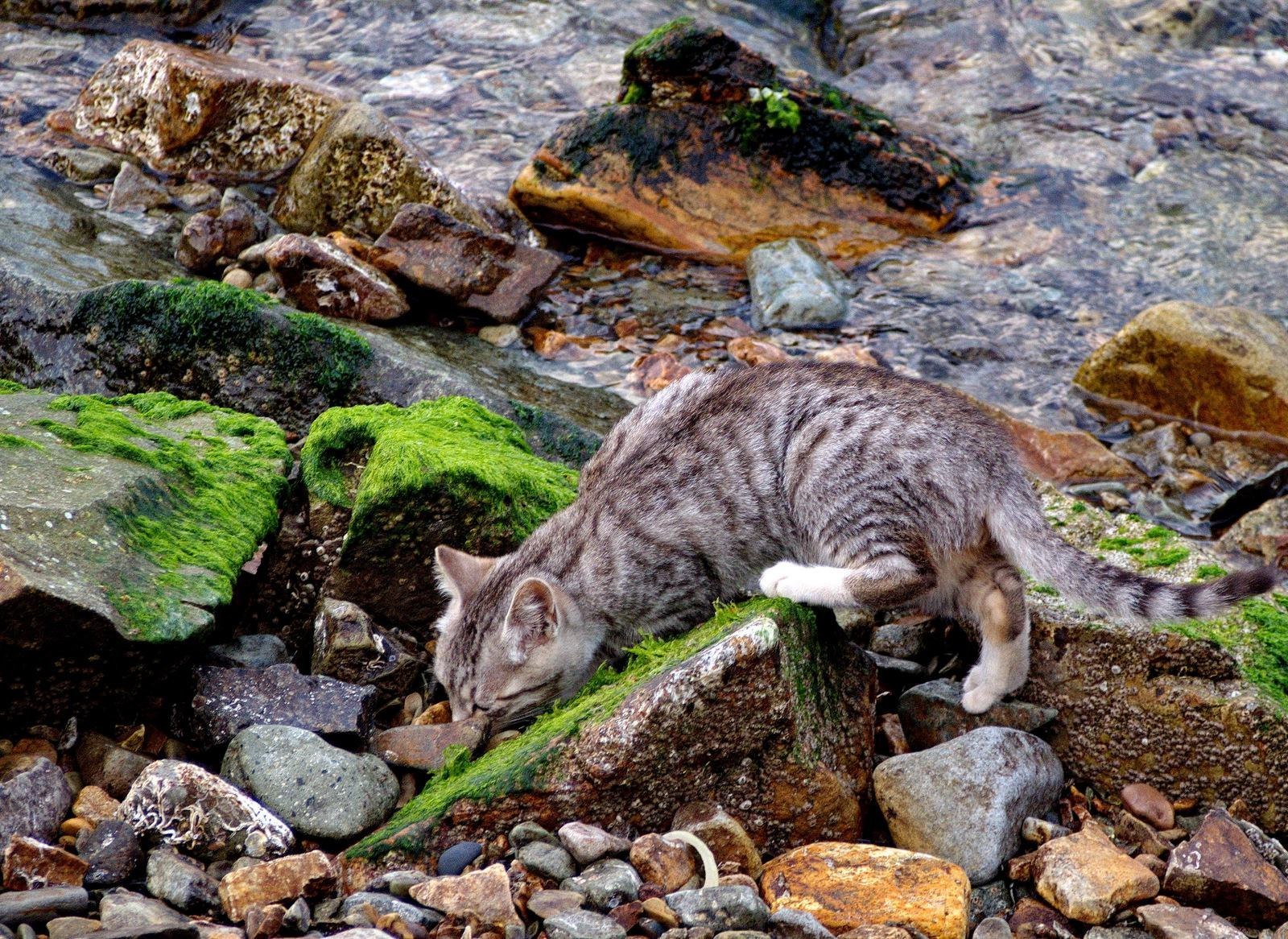 Fur seals of Vladivostok - cat, Sea, Vladivostok, A selection, Longpost