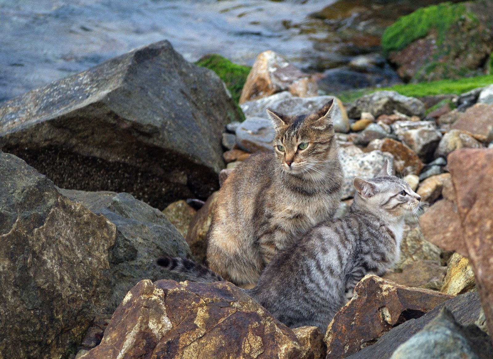 Fur seals of Vladivostok - cat, Sea, Vladivostok, A selection, Longpost